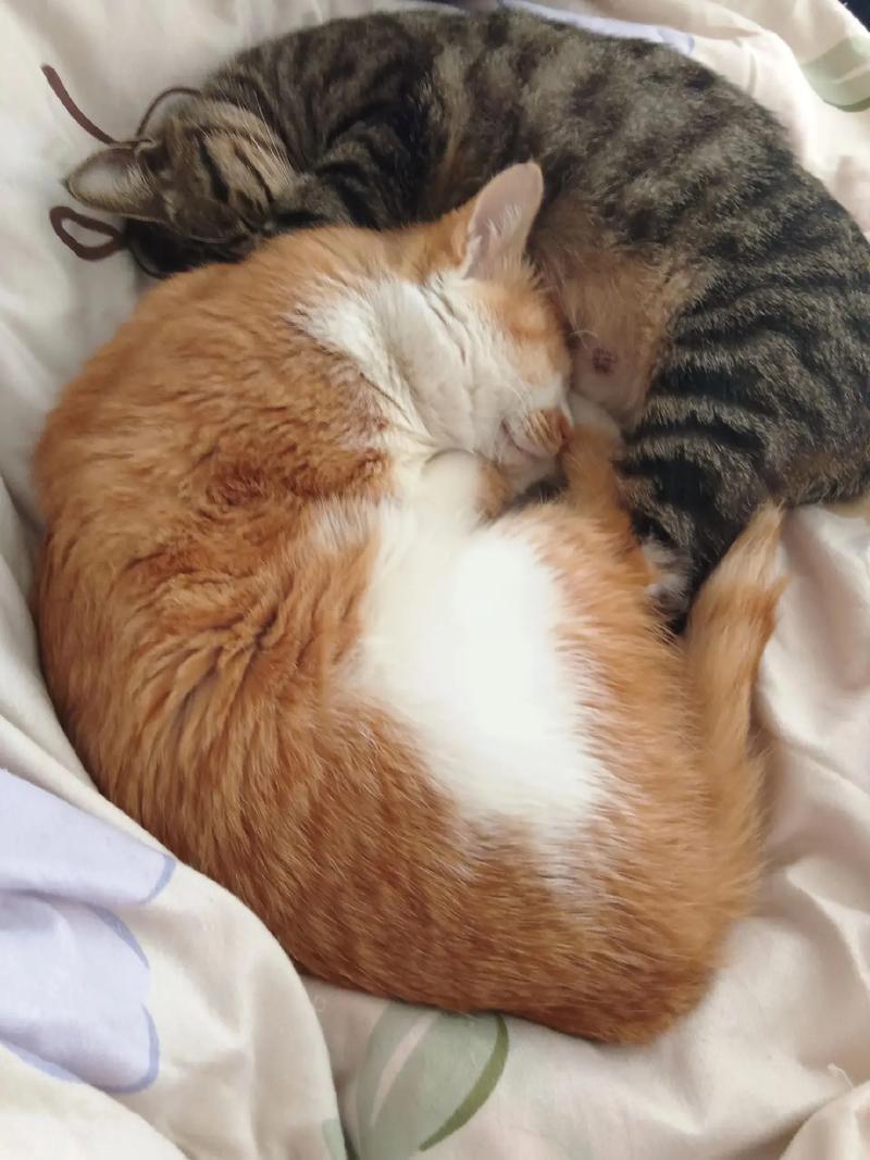 视界崩塌的无声警钟：当亲密伙伴变成隐形杀手，如何守护孩子明眸？ 健康养生