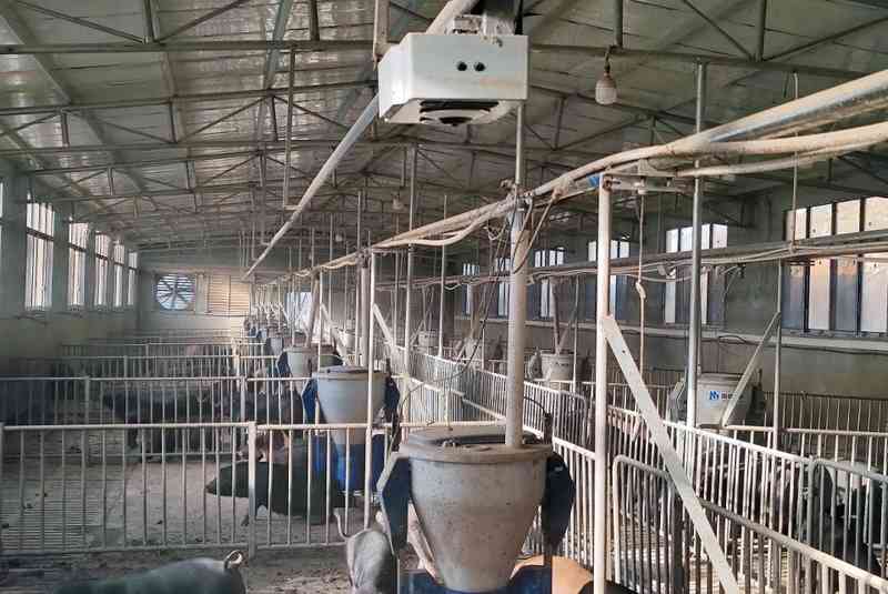  [猪肉价格为何持续走低？] + [从供需视角谈行业平稳发展策略] 新闻