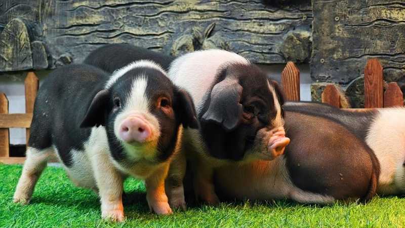  [猪肉价格为何持续走低？] + [从供需视角谈行业平稳发展策略] 新闻